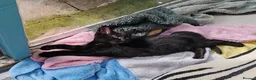 Mixed Breed cats for sale: Beautiful kittens looking for new home - Advert 4