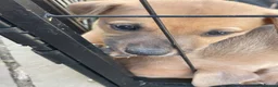 Mixed Breed dogs for sale: Stunning Whippet/Jack puppies  - Advert 6