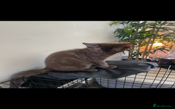 Bengal cats for sale: *RARE* Chocolate Mainecoon cross boys - Image 3