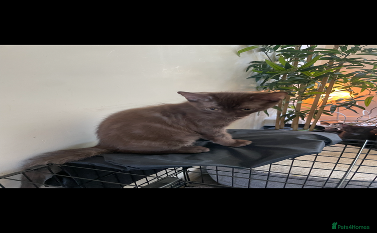 Bengal cats - Advert 3
