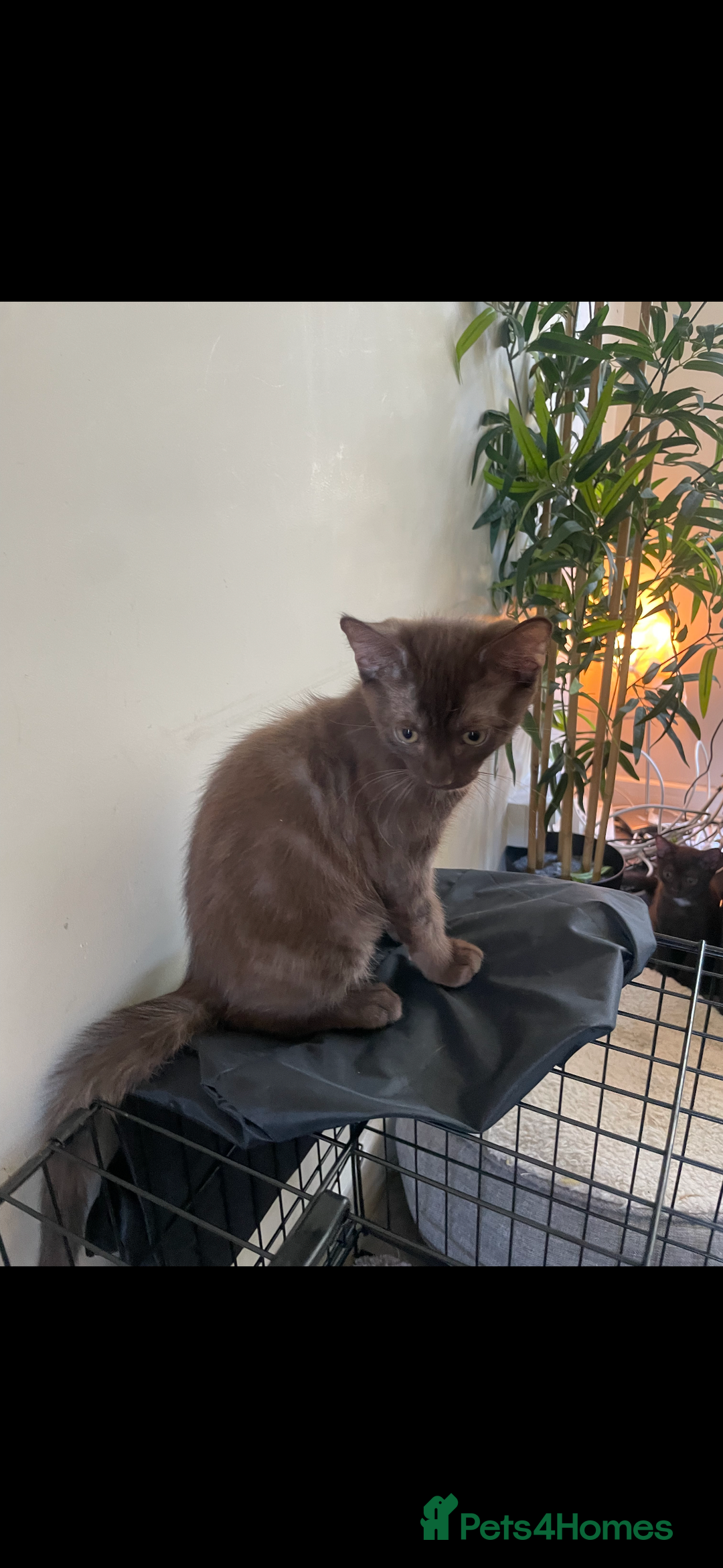Bengal cats for sale: *RARE* Chocolate Mainecoon cross boys - Image 3