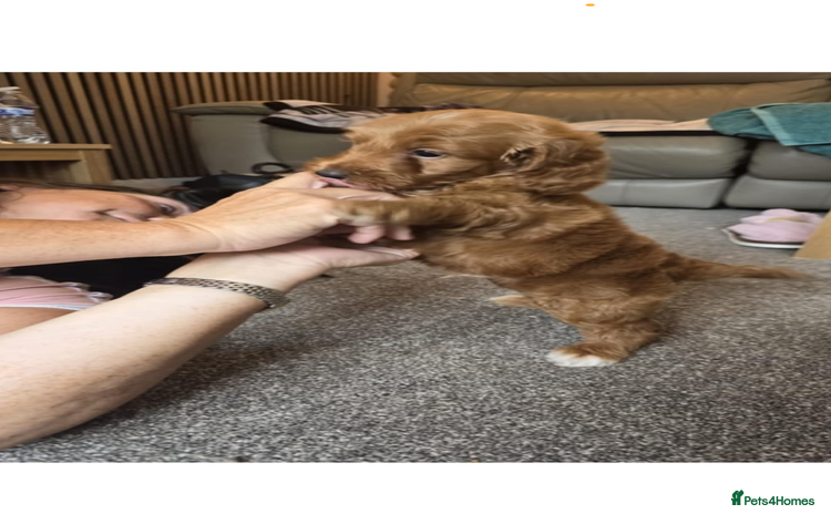 Cockapoo dogs - Advert 10