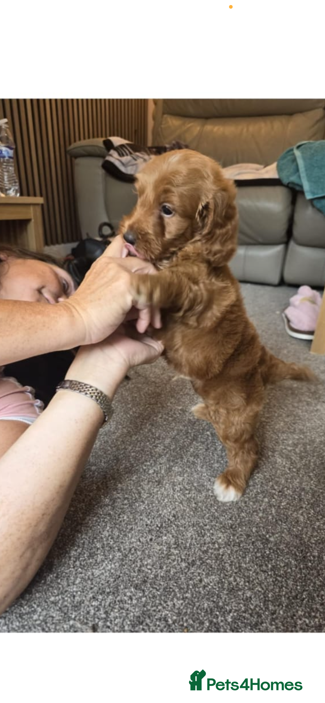 Cockapoo dogs for sale: 1 BOY LEFT! cockapoo F1b, PRA tested - Image 3