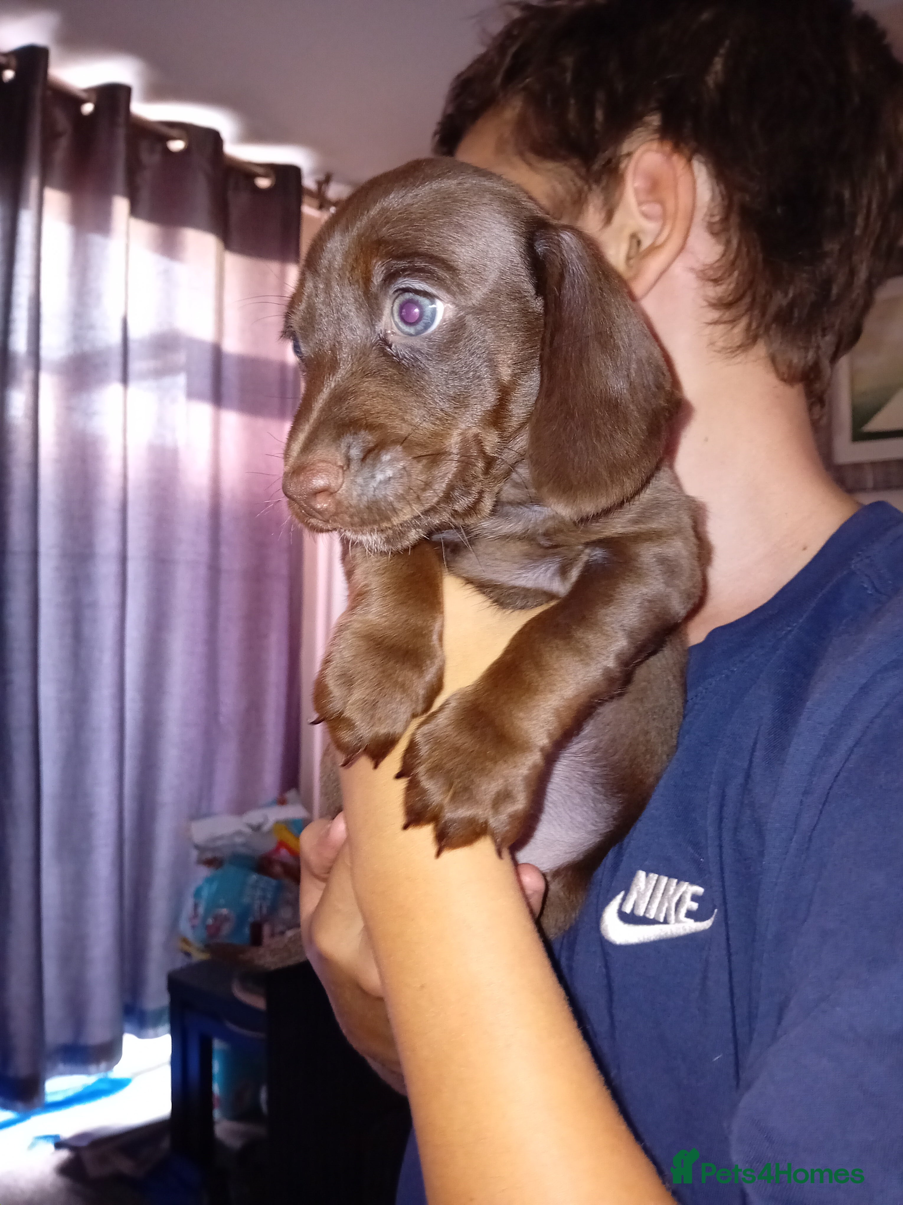 Mixed Breed dogs Doxie spaniel/docker  - Advert 15