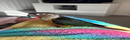 Conures birds for sale: Kiwi - Green Cheek Conure  in Norwich - Advert 3