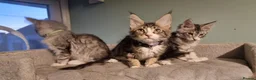 Maine Coon cats for sale: LAST 2 BEAUTYFULL KITTENS Tica Reg.!! - Advert 7