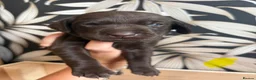 Labrador Retriever dogs for sale: Beautiful Chocolate Labs - Advert 16