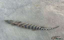 Skink reptiles for sale: Australian Eastern Blue Tongue Skink babies - Image 7
