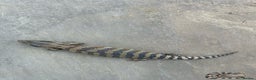 Skink reptiles for sale: Australian Eastern Blue Tongue Skink babies - Advert 7