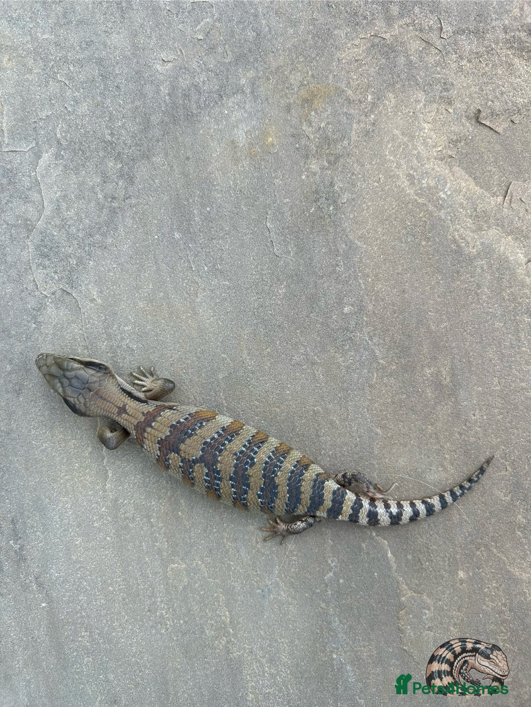 Skink reptiles for sale: Australian Eastern Blue Tongue Skink babies - Image 7