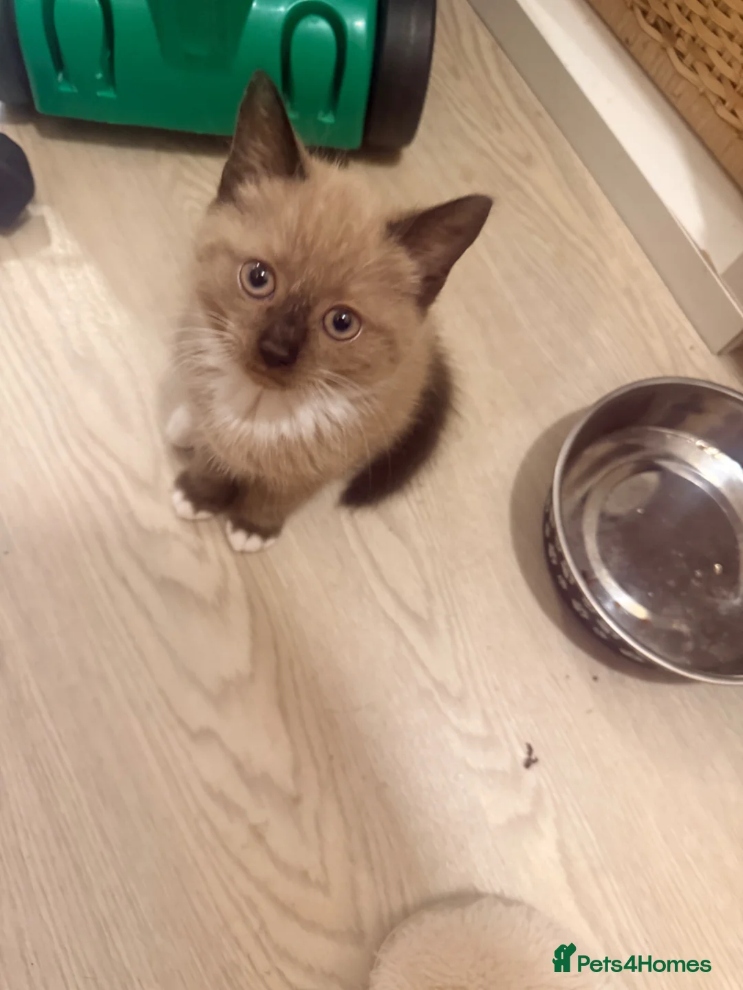 Ragdoll cats for sale: Beautiful Female Ragdoll cross for sale - Advert 1