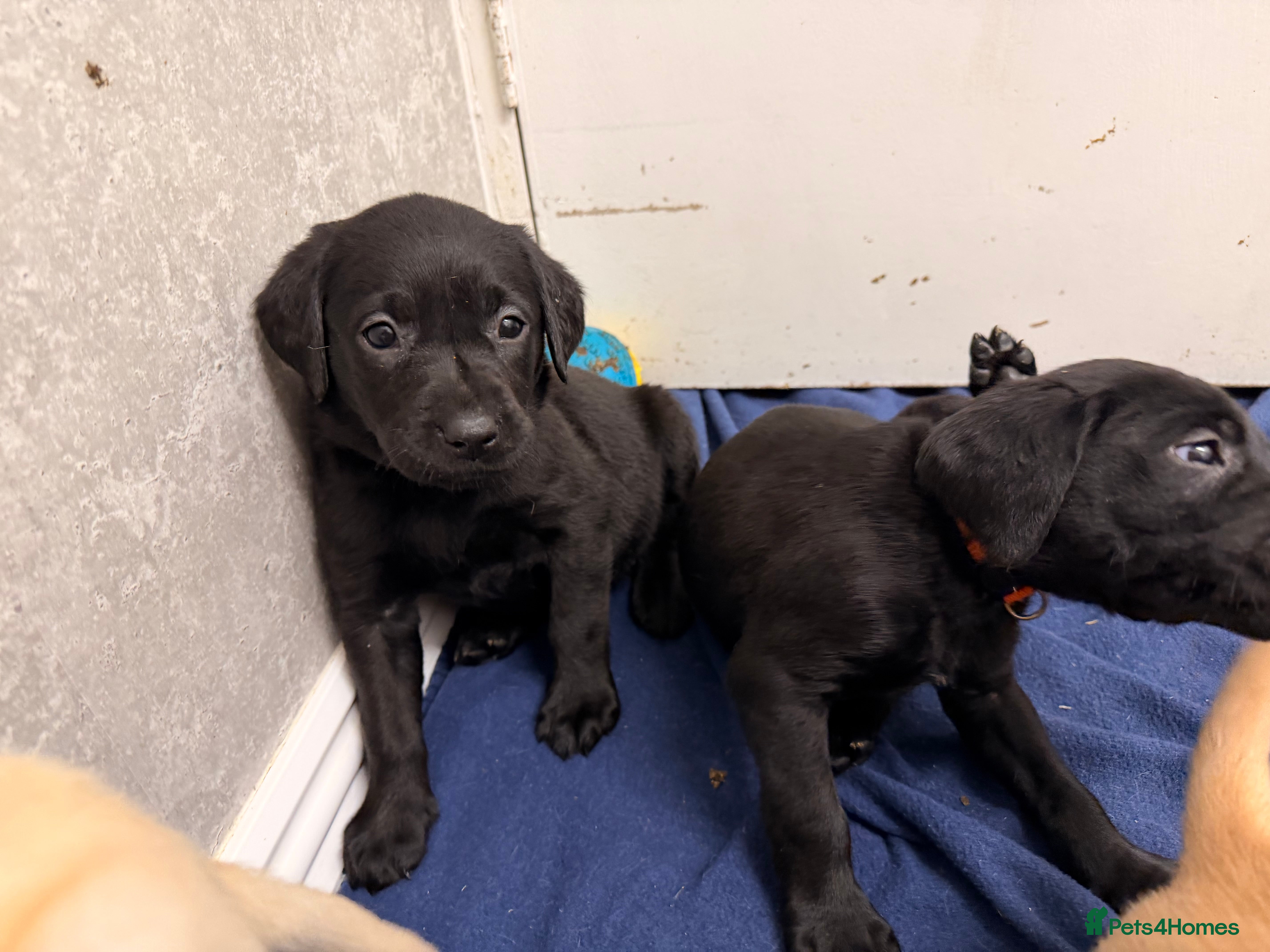 Labrador Retriever dogs 1 BLACK GIRL LEFT - Labrador Puppies for sale - Advert 13