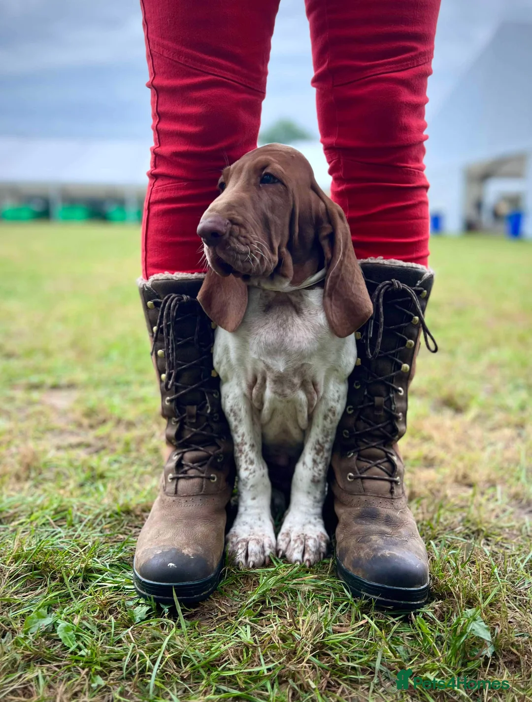 Bracco Italiano dogs for sale: Top Breeder 2021,22,22,24 & 2025 🌟🌟🌟🌟🌟 - Advert 19