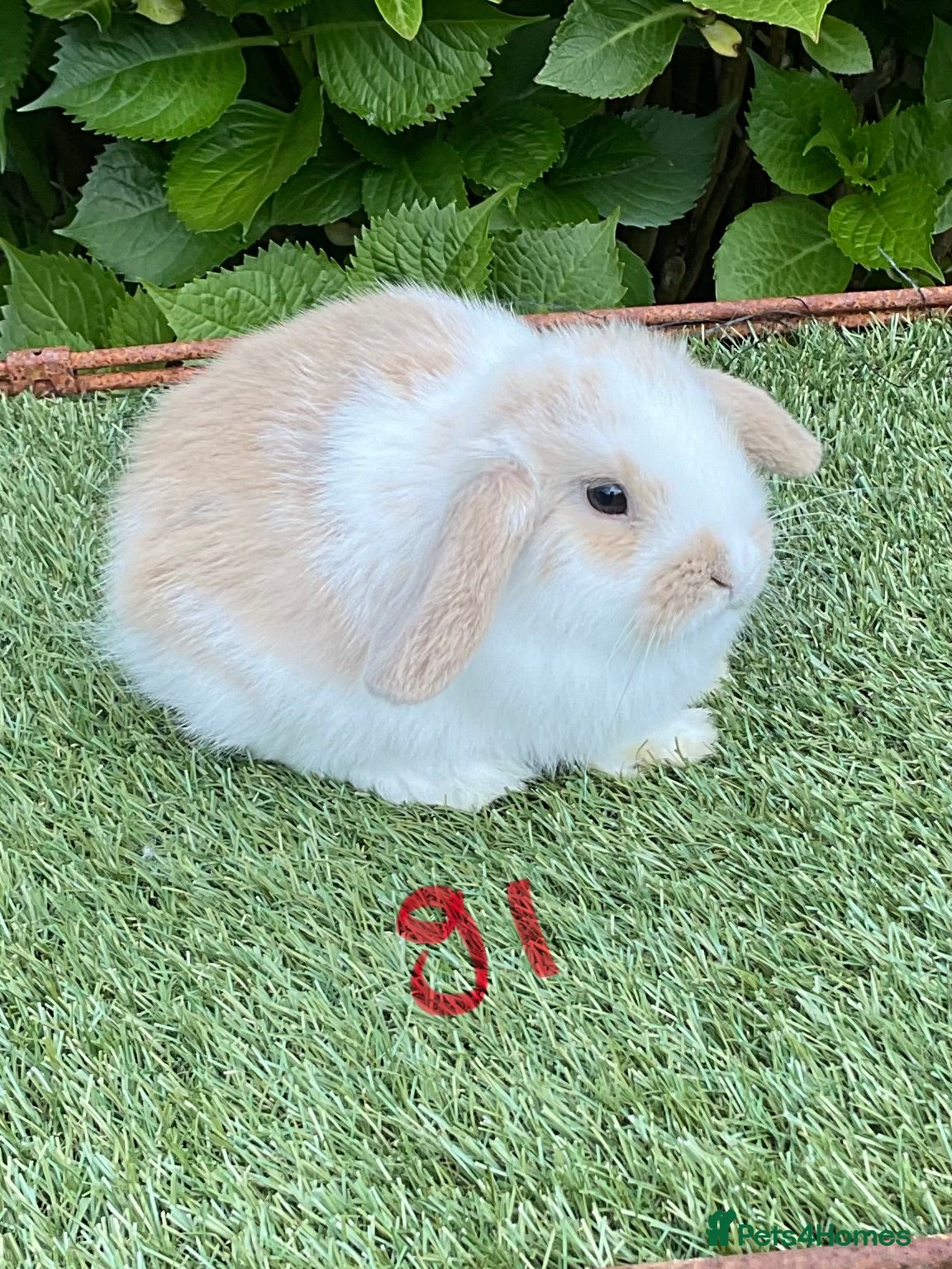 Mini Lop rabbits Pure bred mini lops baby Rabbits.  - Advert 1