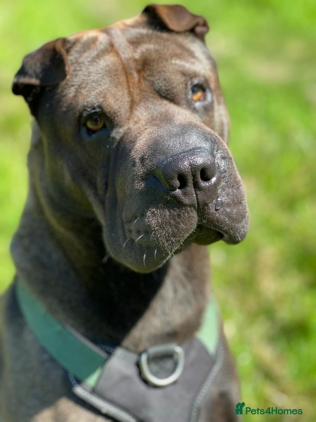 Shar Pei dogs for stud: Handsome Shar Pei available for stud in Ashton-under-Lyne - Advert 5