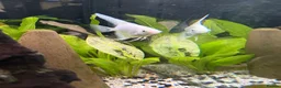 Angelfish fish for sale: Angelfish Tropical Fish for Sale 🐠 - Advert 4