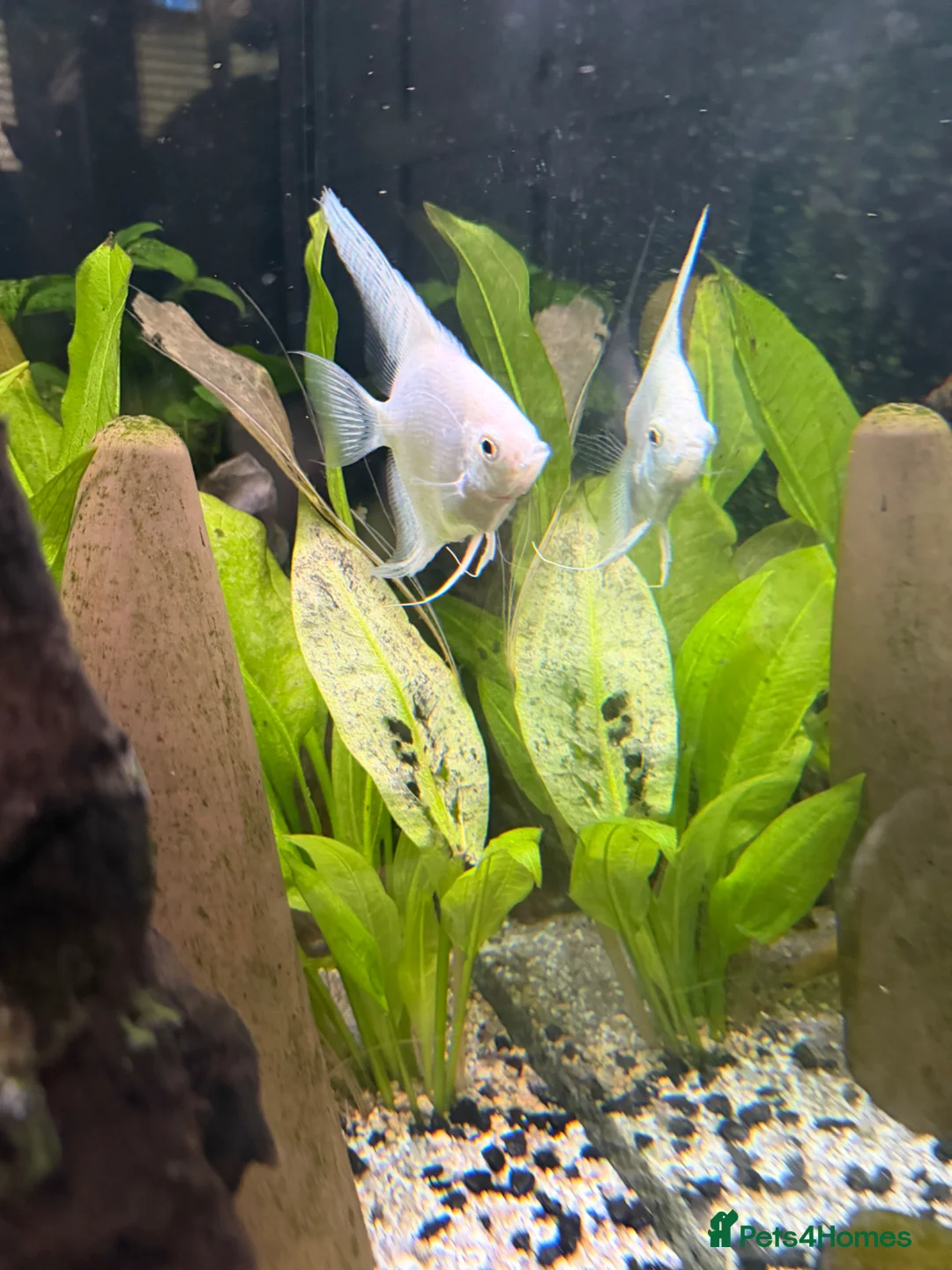 Angelfish fish for sale: Angelfish Tropical Fish for Sale 🐠 - Advert 4
