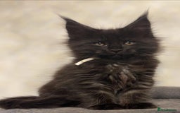Maine Coon cats for sale: black smoke female  - Image 23