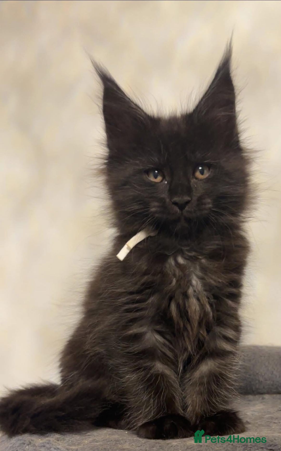 Maine Coon cats for sale: black smoke female  - Image 23