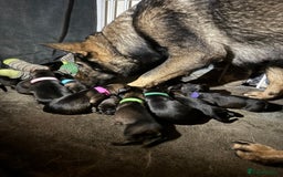 German Shepherd dogs for sale: Stunning German Shepard Litter Only 4 girls left - Image 18