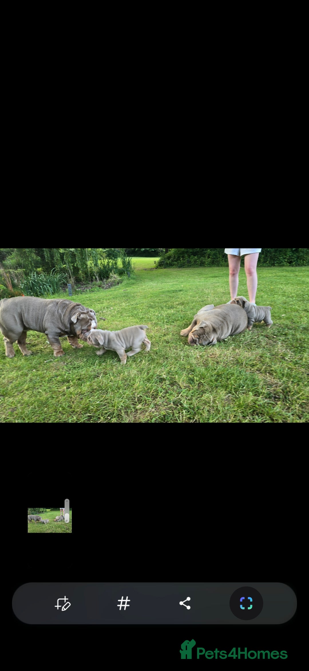 English Bulldog dogs for stud: English Bulldog Stud - Image 11