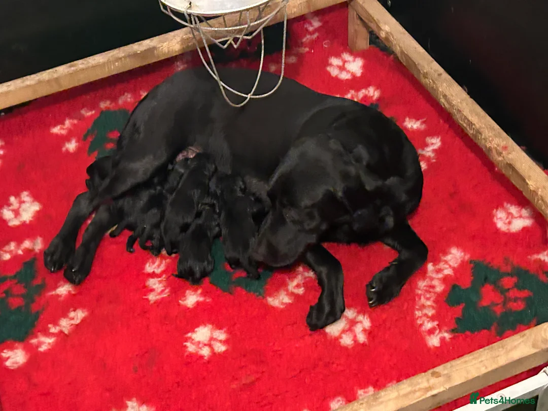 Labrador Retriever dogs for sale: Lovely, bold, beautiful puppies - Advert 23