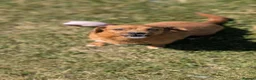 Mixed Breed dogs for adoption: Misty for adoption in Bedford - Advert 6