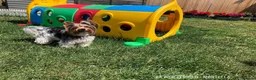 Yorkshire Terrier dogs for sale: Four Beautiful Biewer Terriers! - Advert 10