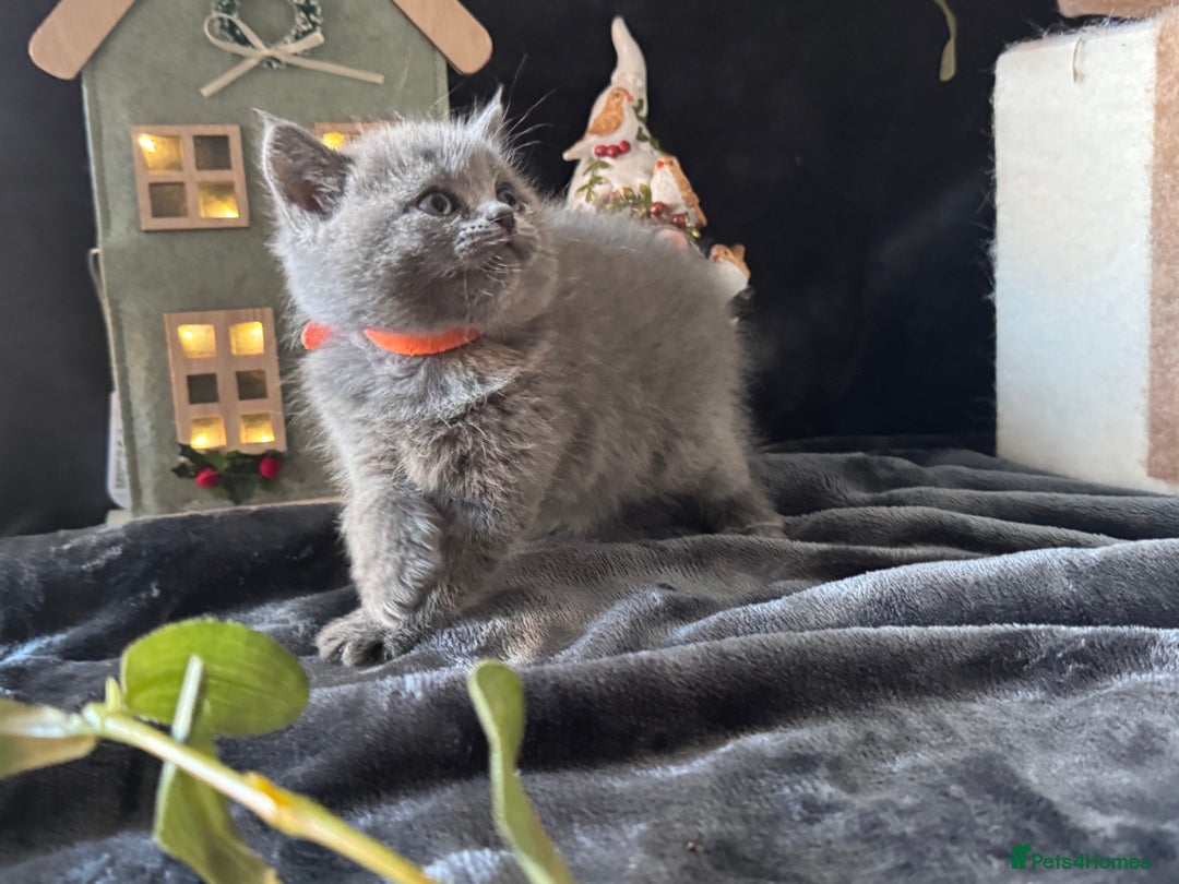 Scottish Fold cats for sale: Beautiful British Shorthair Scottish Fold Kittens - Advert 4