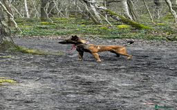Belgian Shepherd Dog dogs for sale: Belgian Malinois Zeus age 4  - Image 5