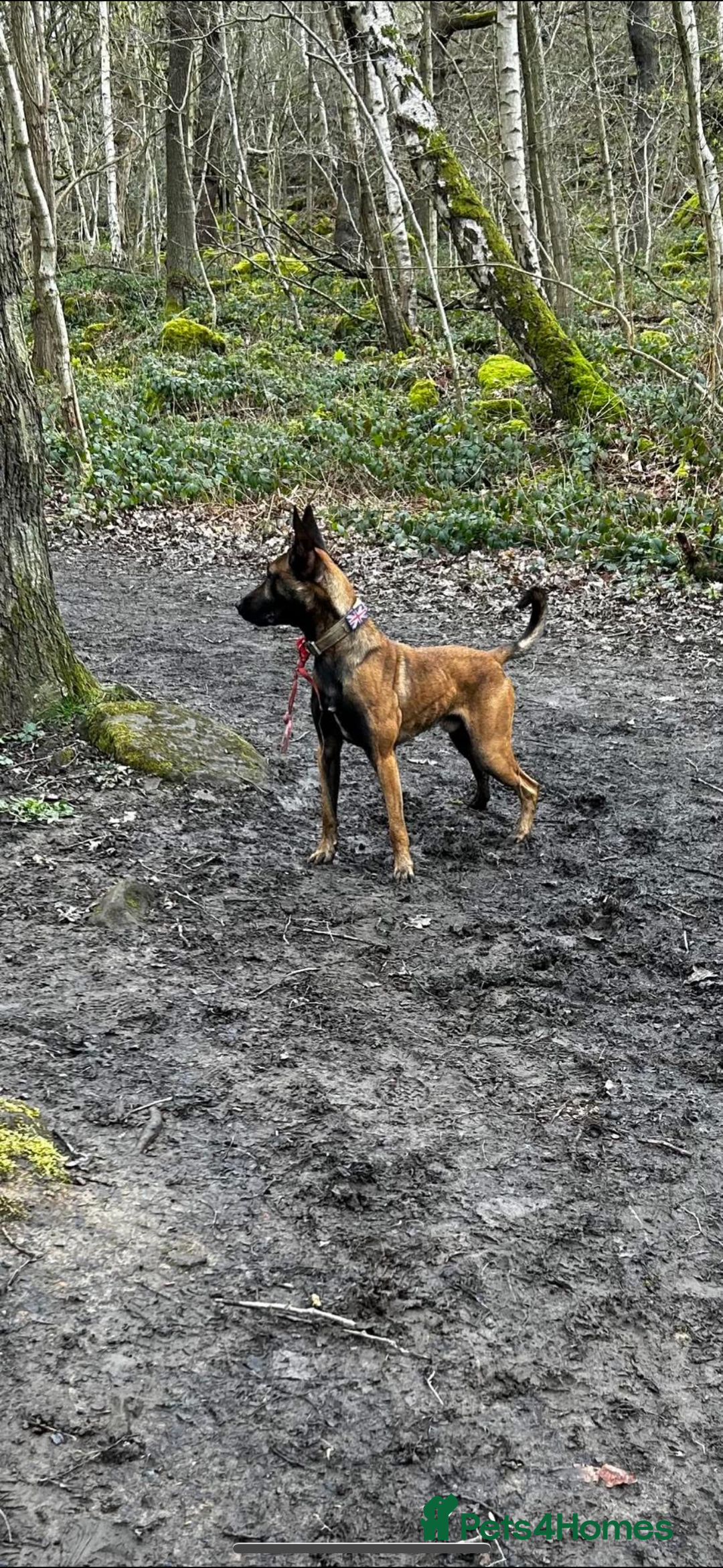 Belgian Shepherd Dog dogs for sale: Belgian Malinois Zeus age 4  - Image 5