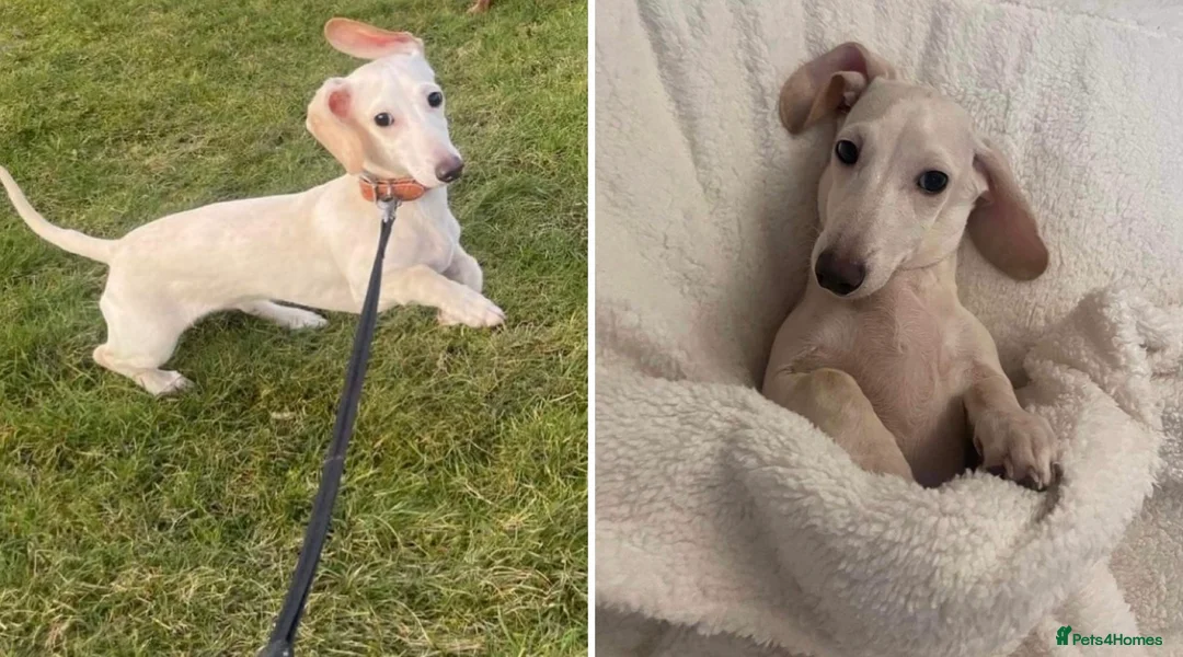 Miniature Dachshund dogs for sale: KC Mini Dachshunds Blue/Isabella & Cream dapple - Advert 10