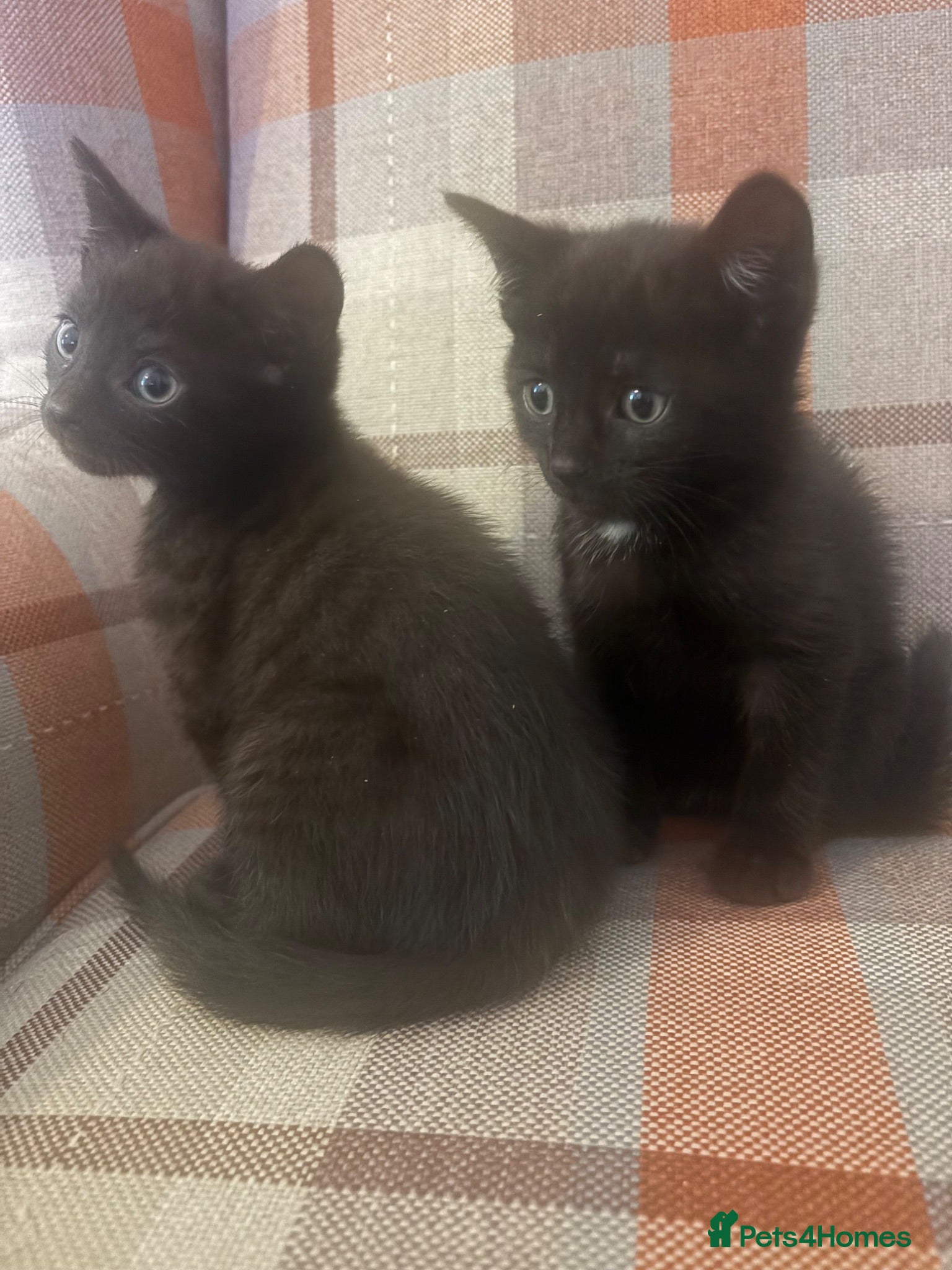 Siamese cats Siamese X baby’s  READY NEXT WEEK!  - Advert 1
