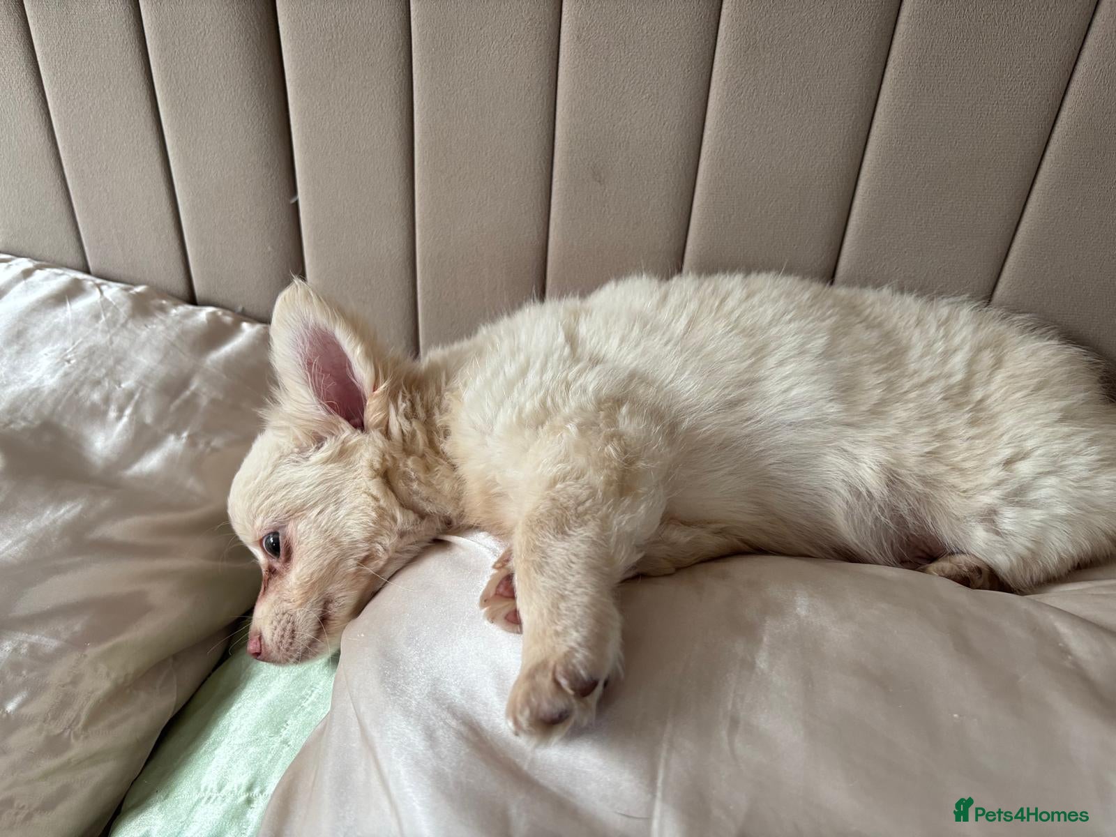Chihuahua dogs for sale: Full Pedigree Chihuahua Puppy in Southampton - Advert 7