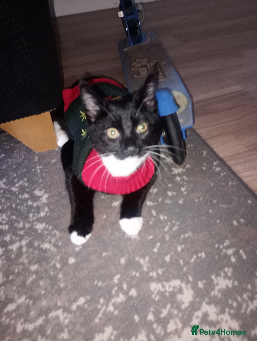 Mixed Breed cats for sale: Loki  - Advert 3