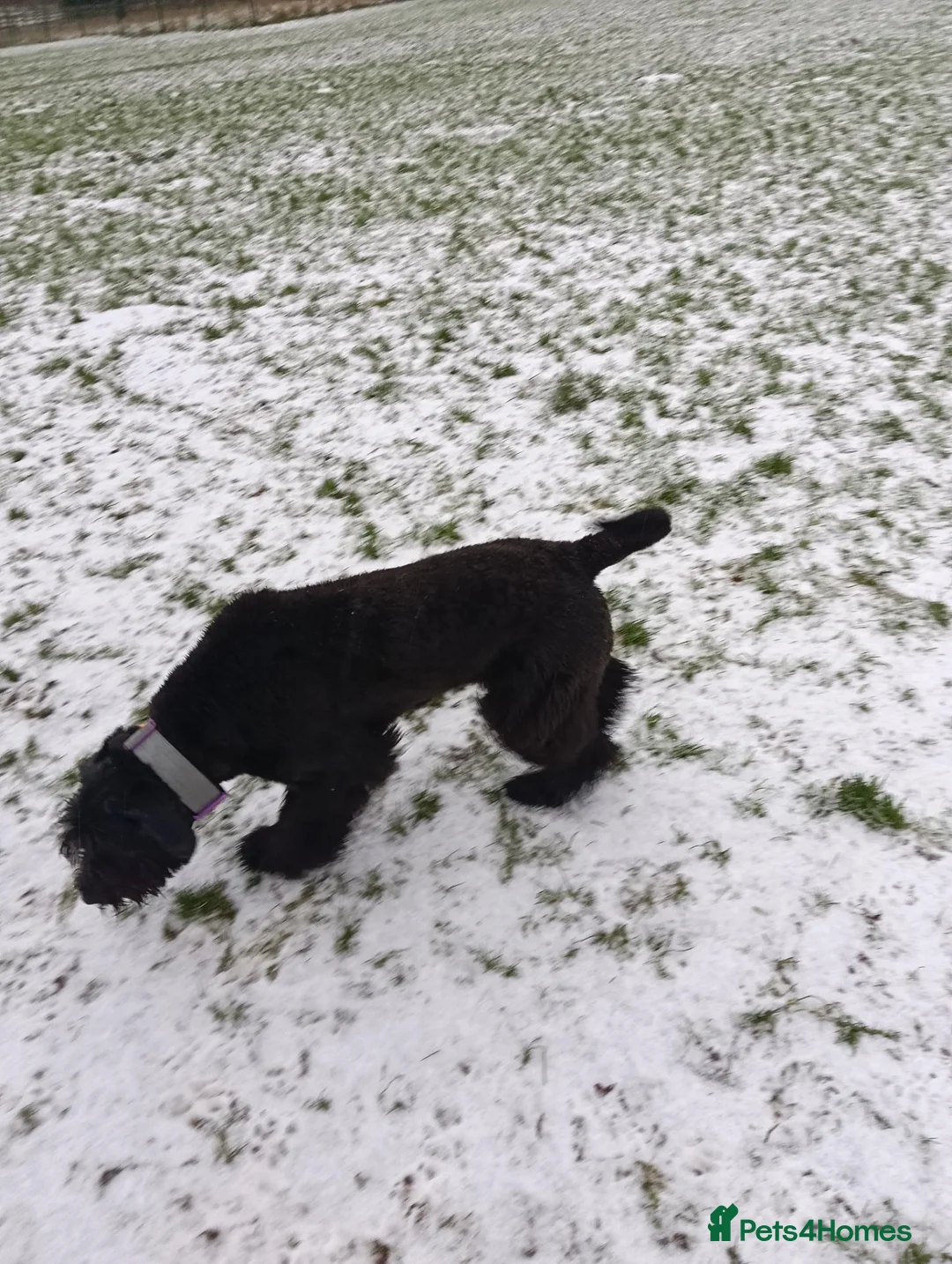 Mixed Breed dogs for sale: Giant Schnauzer x Caucasian shepherd  in Hull - Advert 2