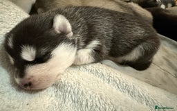 Utonagan dogs for sale: Siberian husky x malamute puppies - Image 7
