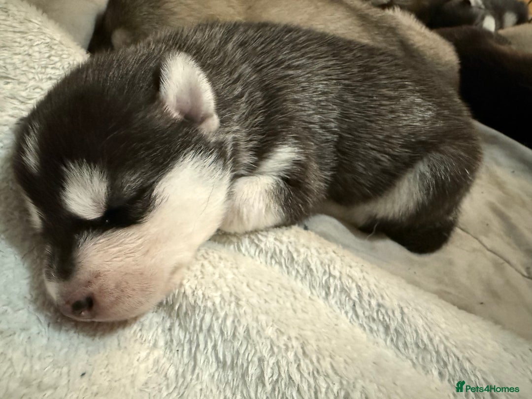 Utonagan dogs for sale: Siberian husky x malamute puppies - Image 7