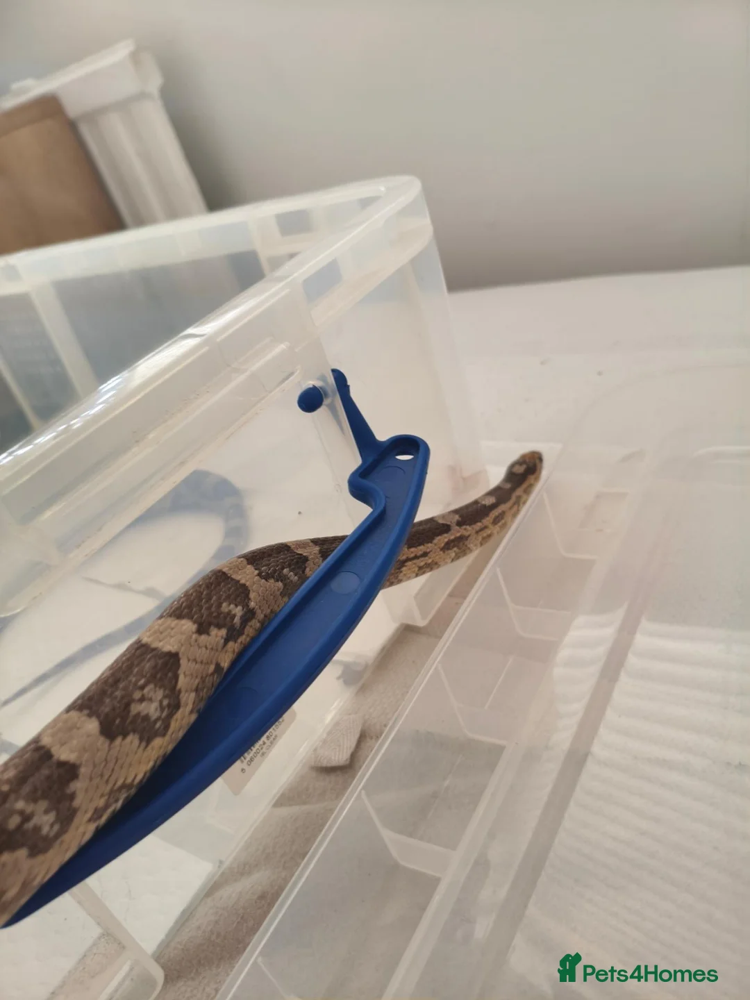 Corn Snake reptiles for sale: corn snake  - Advert 4