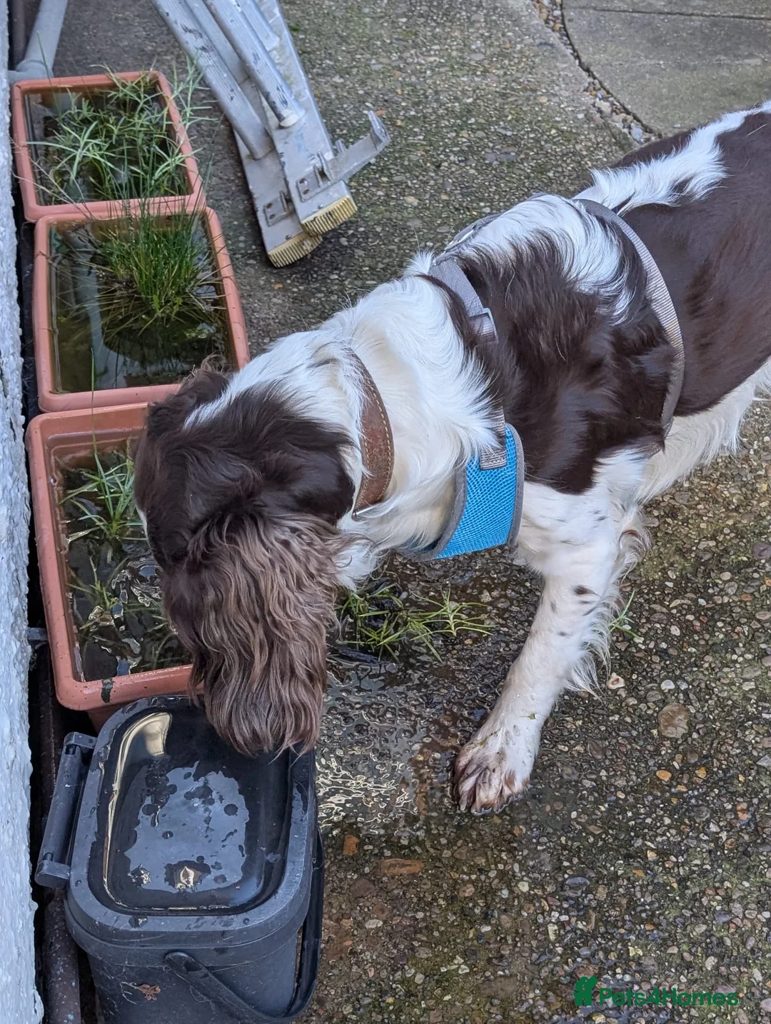 English Springer Spaniel dogs for adoption: 💙Tommy💙 2 yo Affectionate Lively Friendly boy in Gainsborough - Advert 9