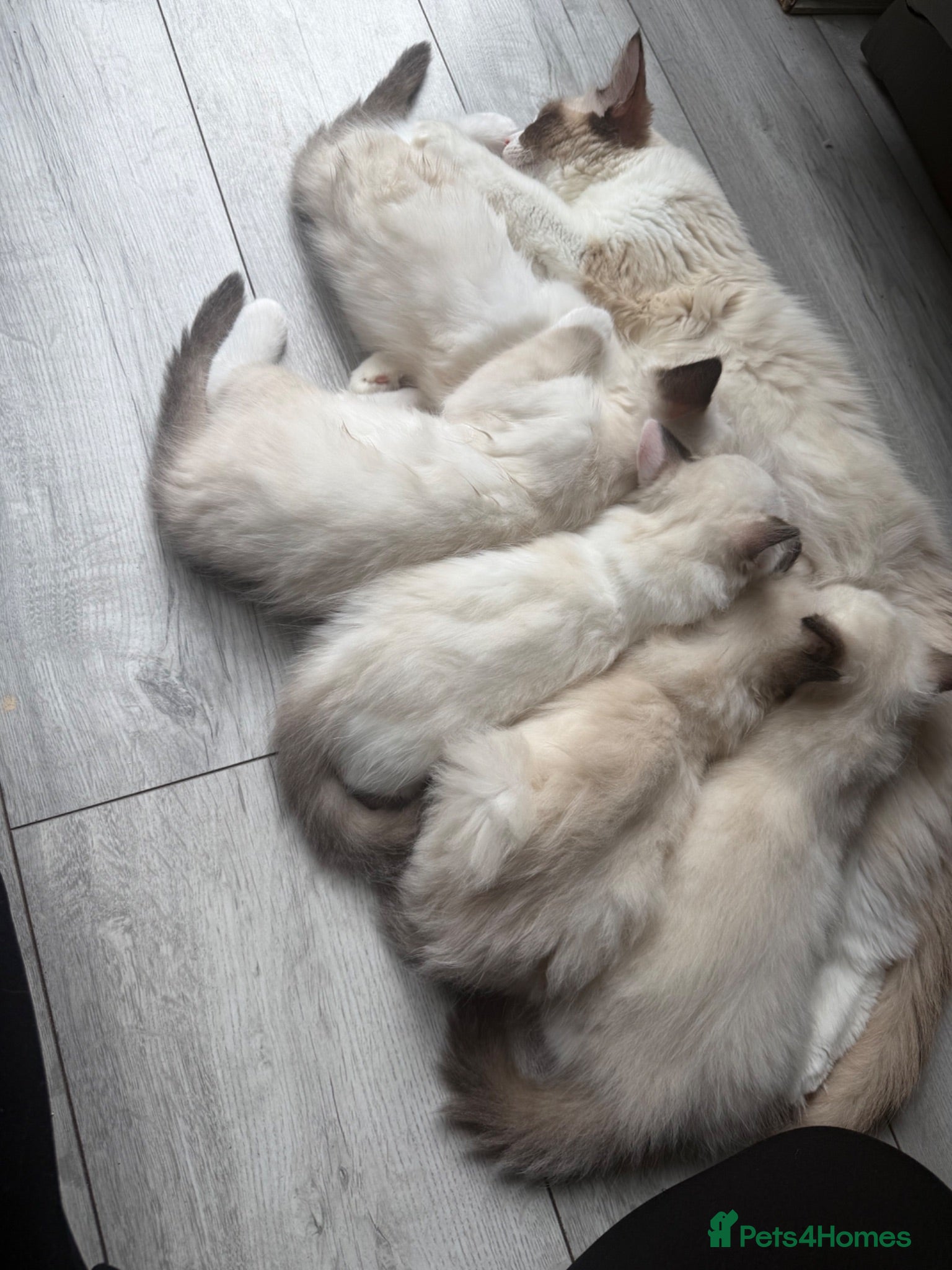 Ragdoll cats for sale: Blue Linx bi colour Ragdoll boy  - Advert 1