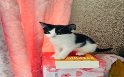 Mixed Breed cats for sale: Beutiful kittens for sale - Image 13