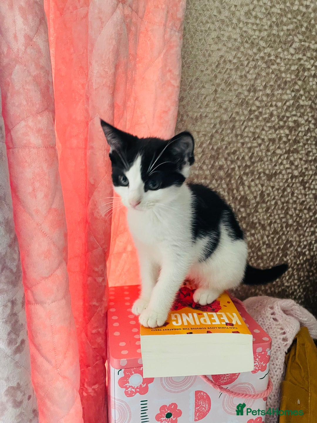 Mixed Breed cats for sale: Beutiful kittens for sale - Image 13
