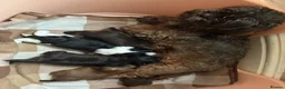 Shih Tzu dogs for sale: Beautiful Shih Tzu puppy - Advert 6