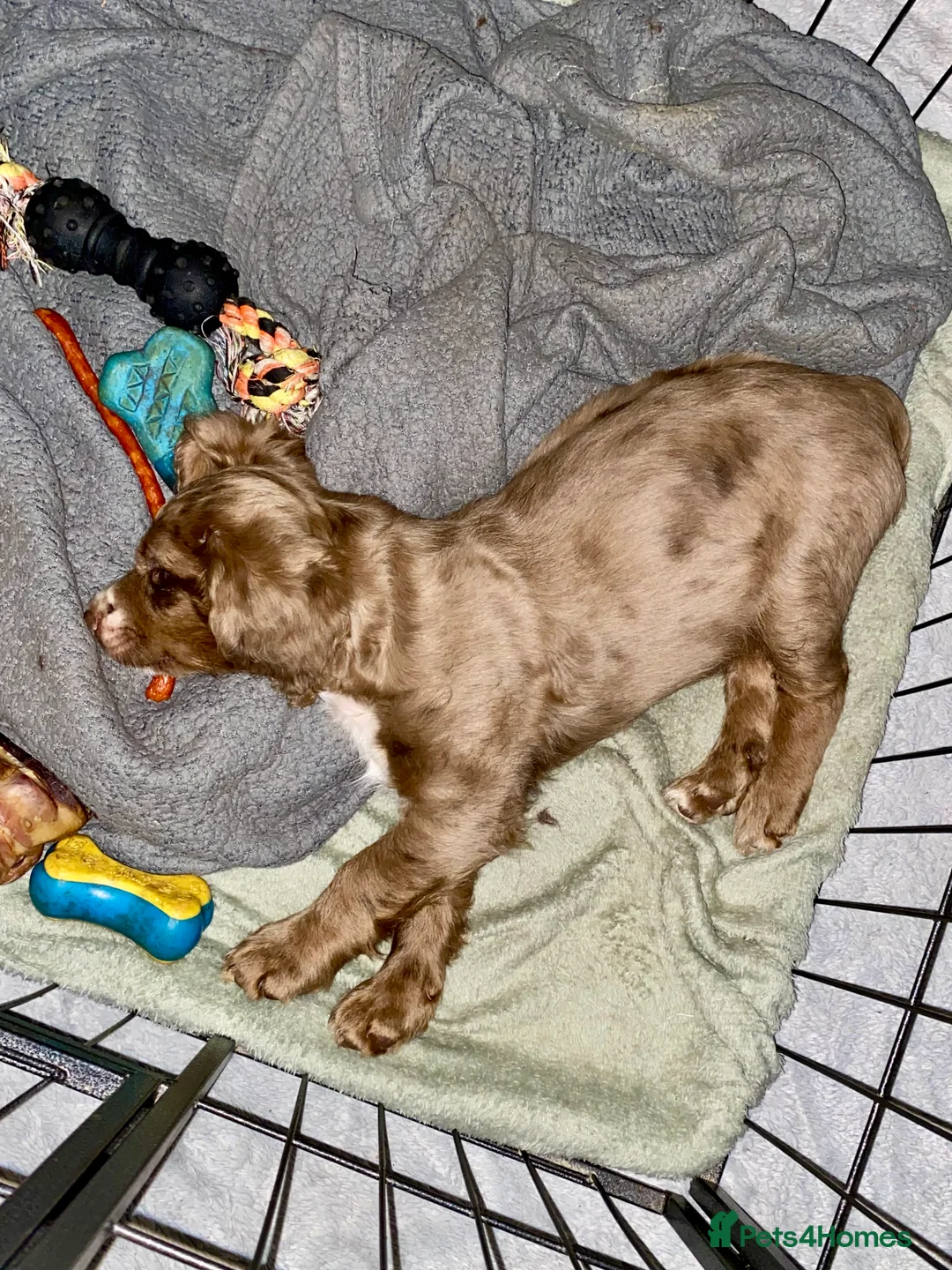 Cocker Spaniel dogs for sale: 💙1 BOY ABSOLUTELY STUNNING STUD LEFT💙  - Advert 2