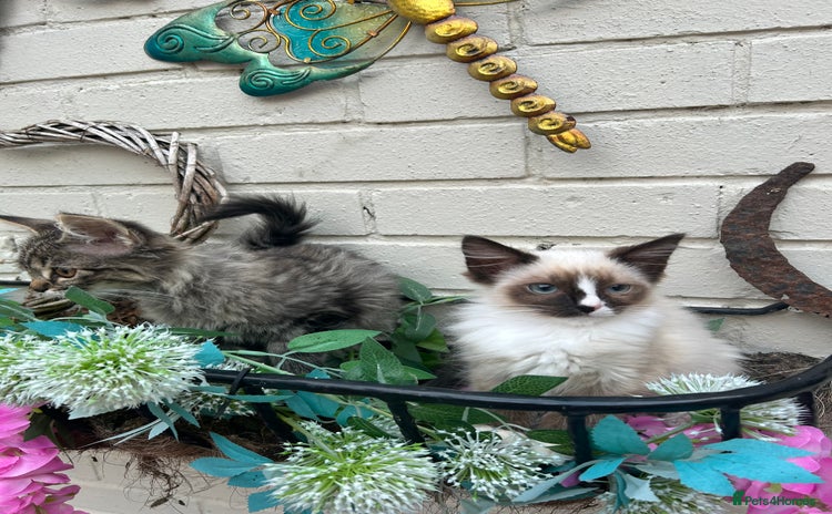 Ragdoll cats - Advert 5