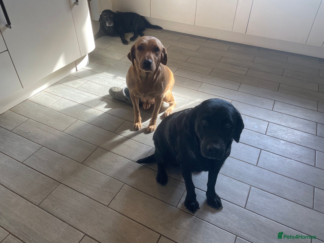 Labrador Retriever dogs for sale: Beautiful Lab girls for sale. Black and fox red.  - Image 6