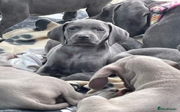 Weimaraner dogs for sale: KC Weimaraner puppies  - Image 12