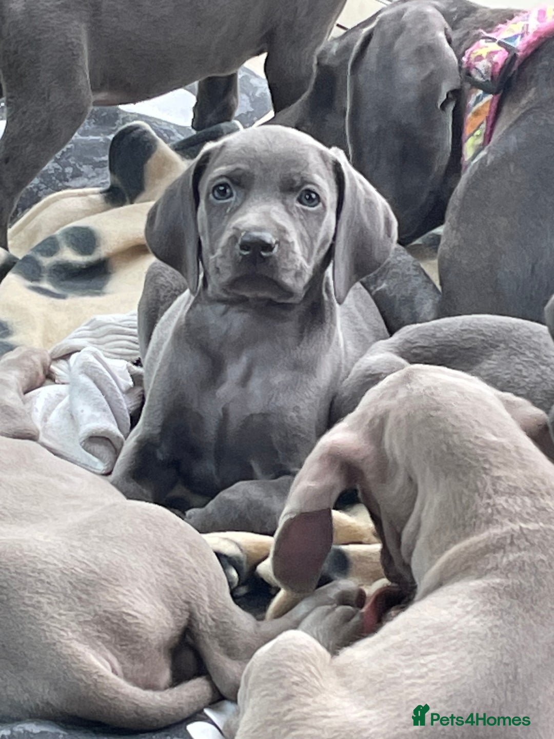 Weimaraner dogs for sale: KC Weimaraner puppies  - Image 12