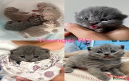 British Shorthair cats for sale: 💙GCCF BSH Kittens🩷 - Image 6